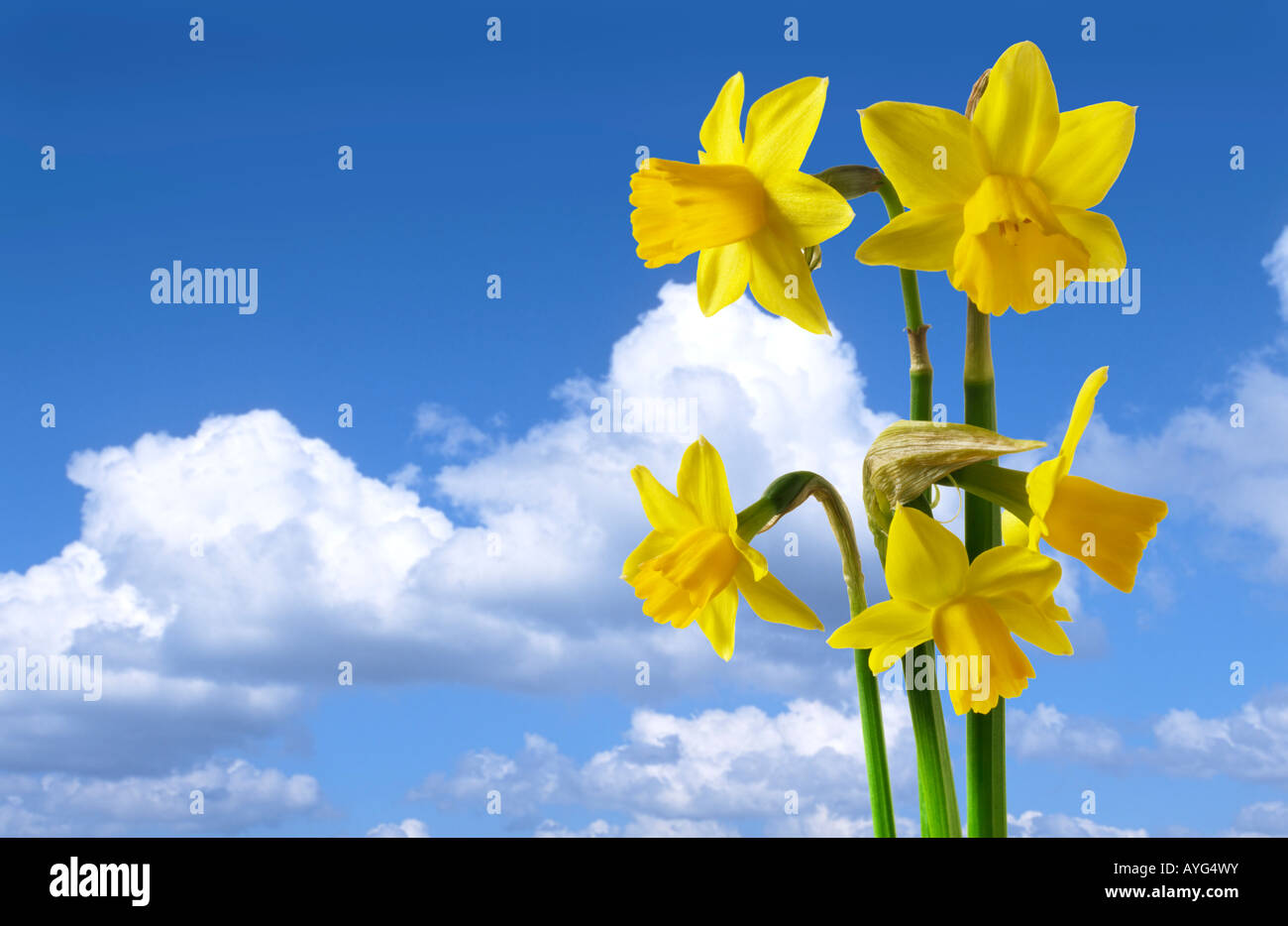 Daffodils against a blue sky with clouds. Stock Photo