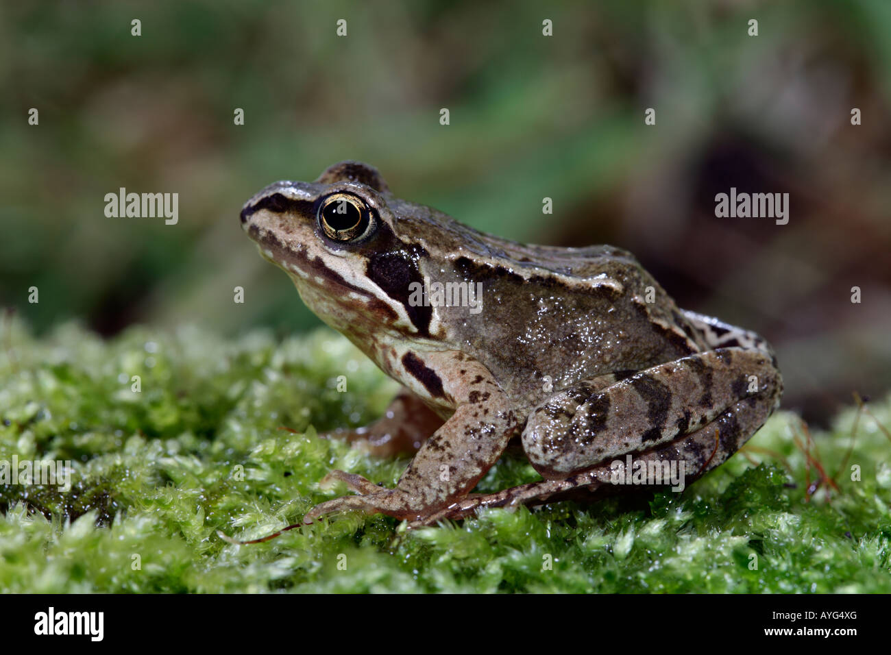 Common Frog Rana temporaria sitting at waters edge on mossy stone Potton Bedfordshire Stock Photo