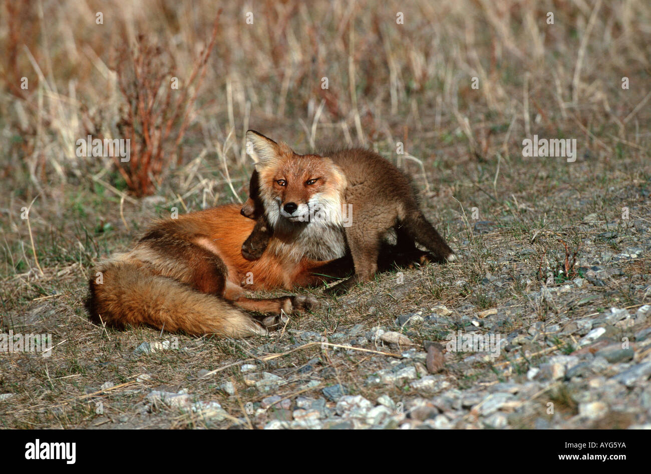 Red Fox vixen and kit in Denali National Park, Shot in the wild Stock
