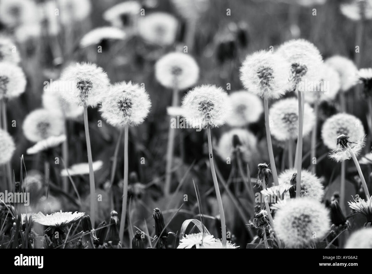 Black and white heads hi-res stock photography and images - Alamy