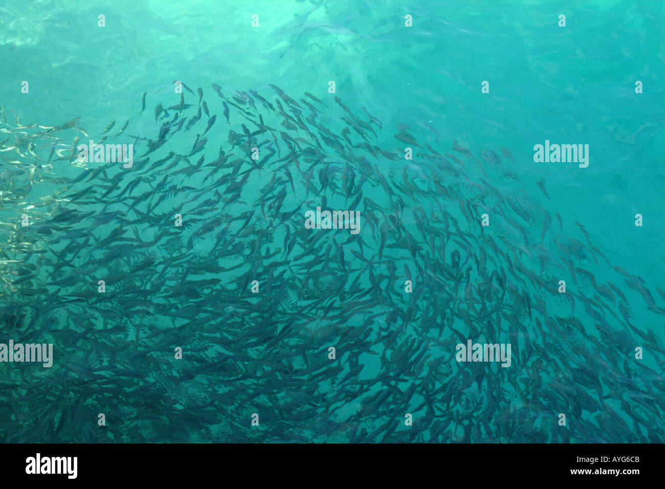 Shoaling fish hi-res stock photography and images - Alamy