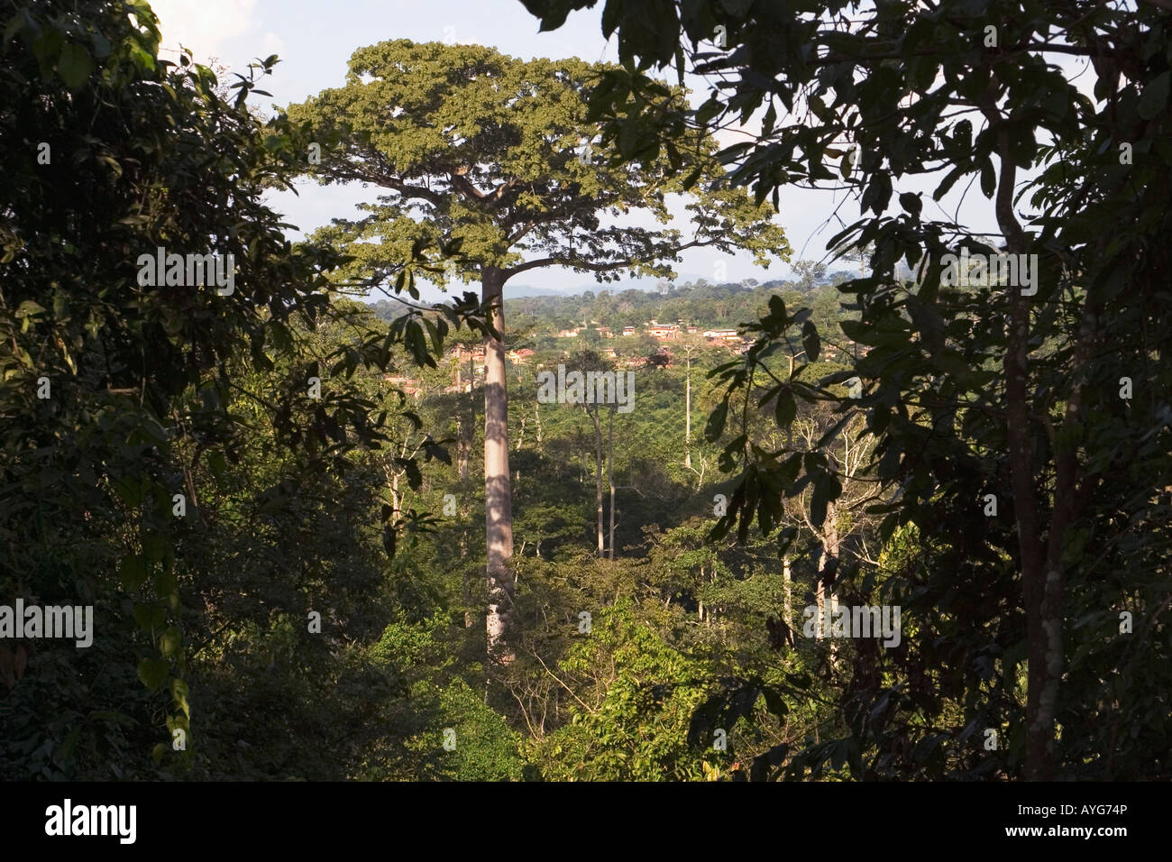 African village in distance from secondary rainforest, Eastern Ghana Stock Photo