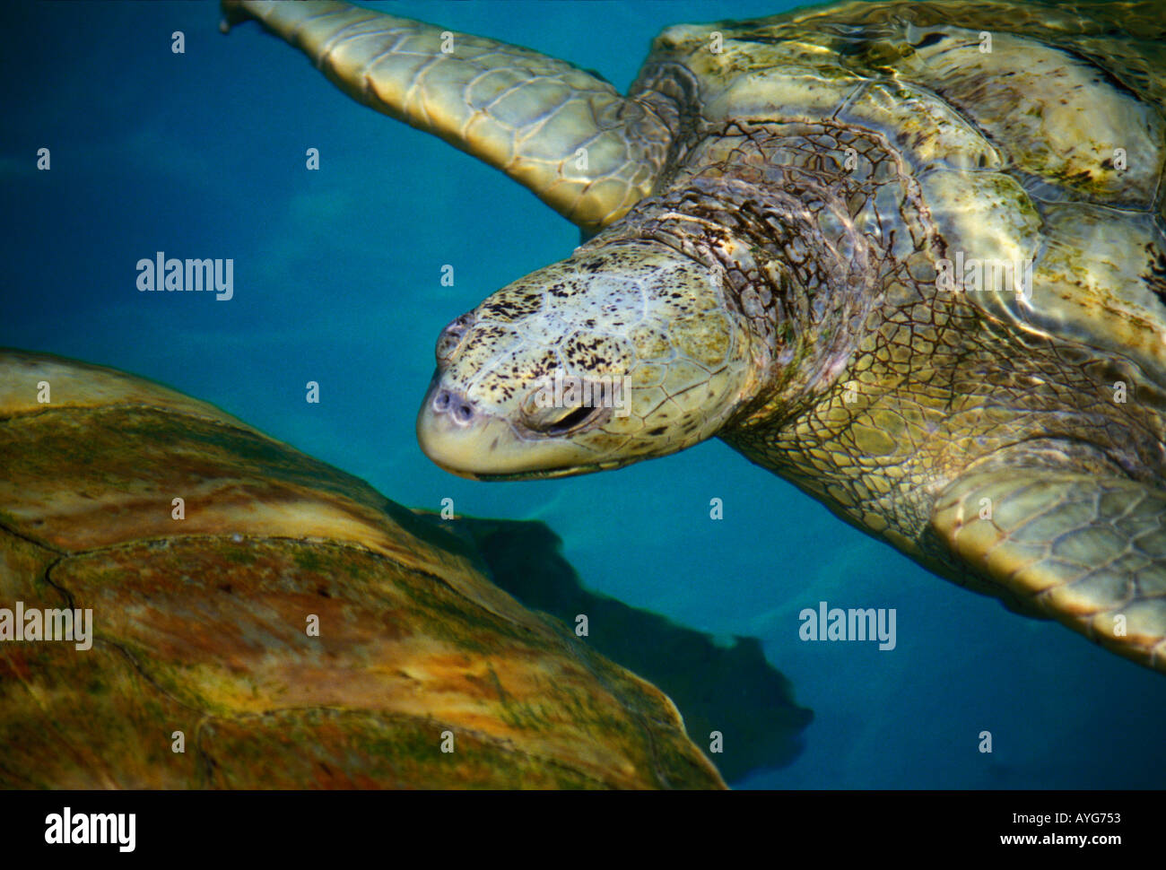 green sea turtle, sea turtle, Cayman Turtle Farm, turtle farm, breeding center, research center, Grand Cayman Island, Cayman Islands, Caribbean Stock Photo