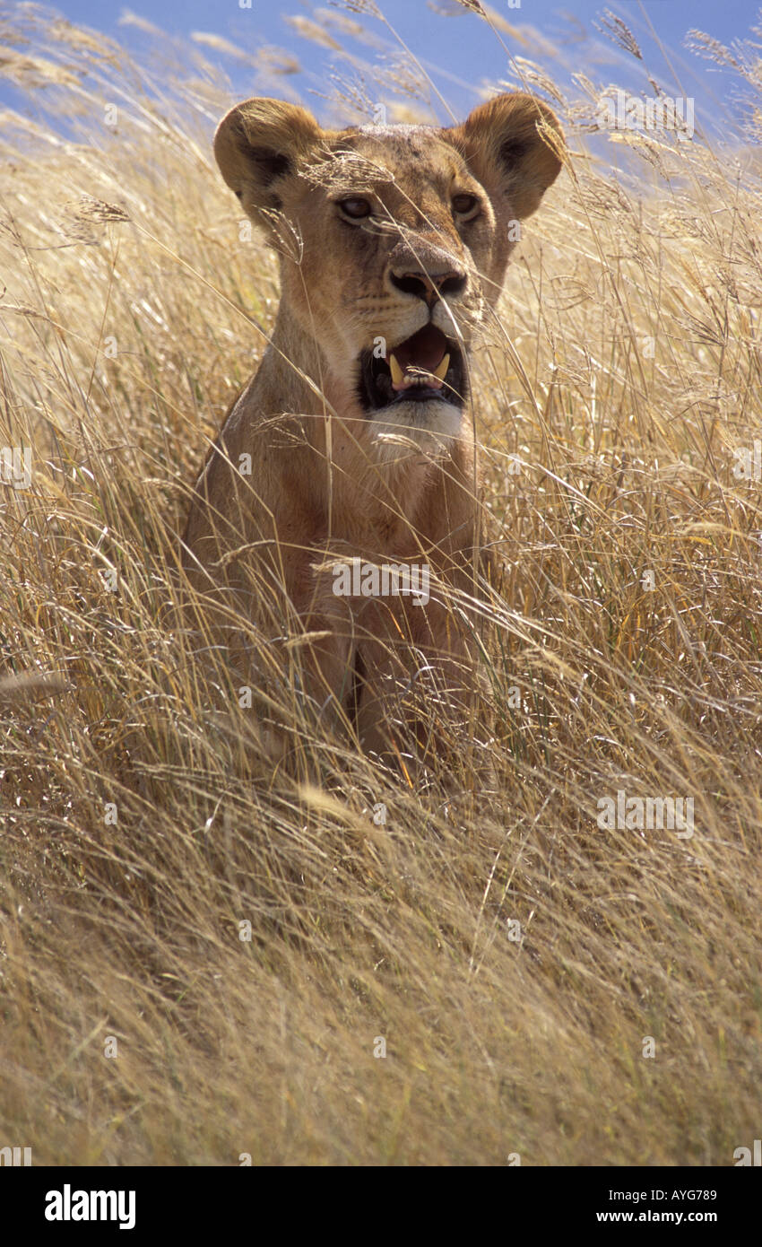 Lioness sitting in long grass as she watches prey in the Masai Mara National Reserve Kenya Stock Photo