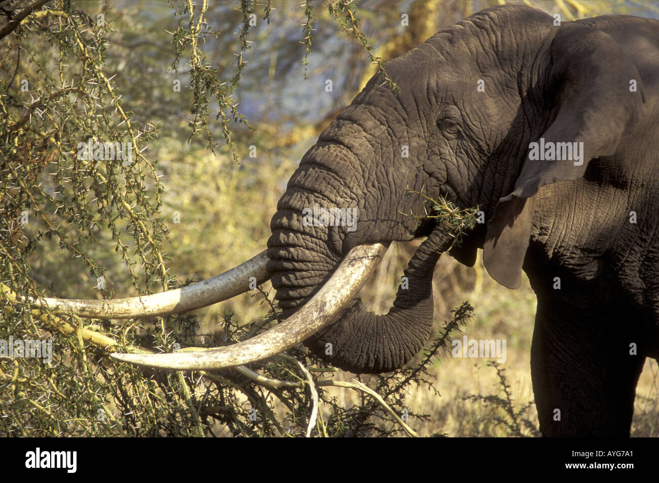 A mature male elephant with huge tusks feeding upon a Yellow barked Acacia tree Ngorongoro Crater Tanzania East Africa Stock Photo