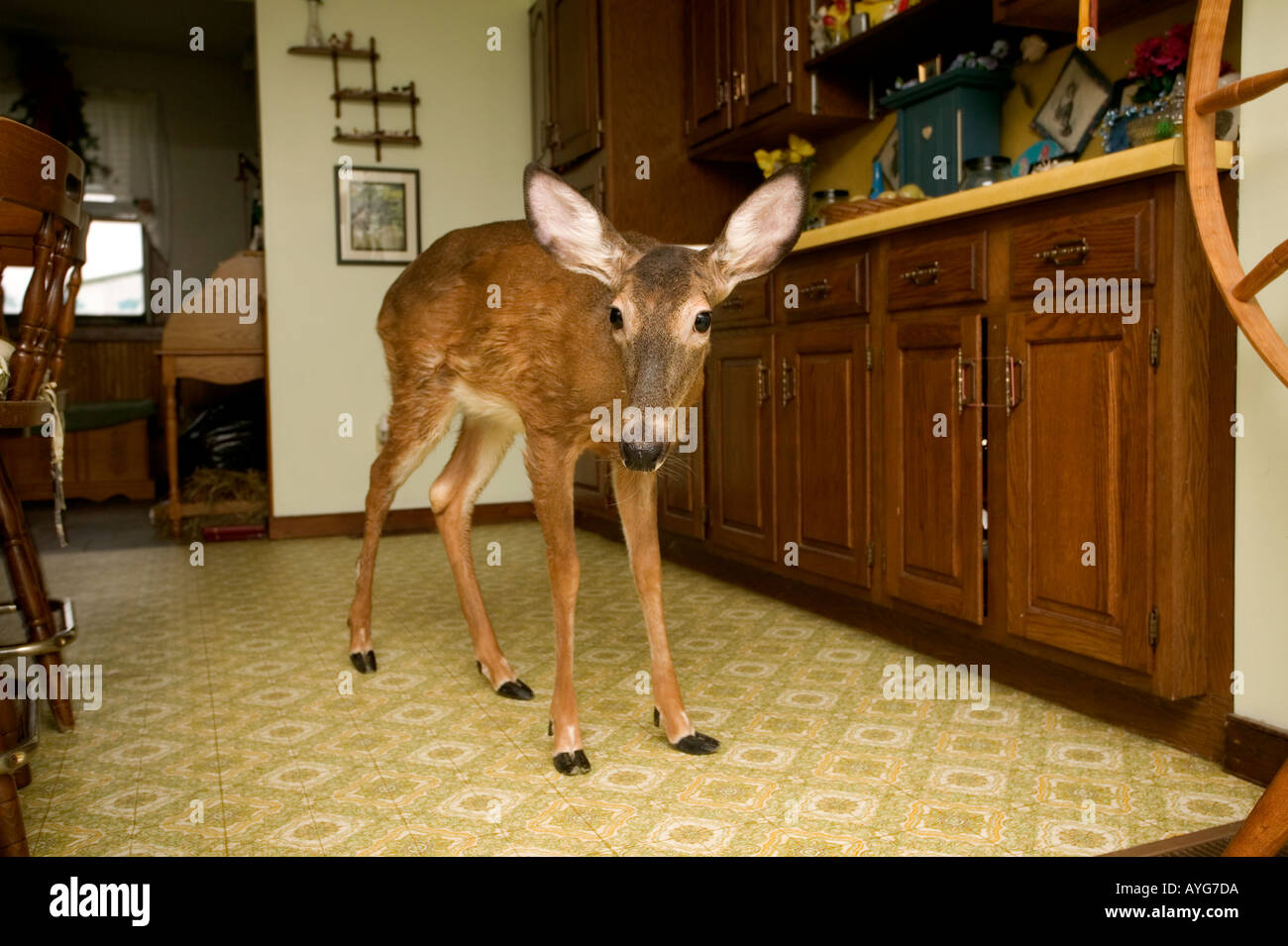 A pet deer in the family kitchen upstate New York Stock Photo Alamy