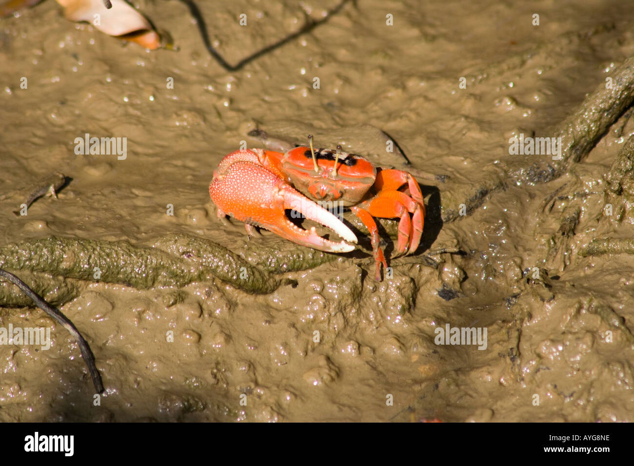One clawed red crab at Hong Kong Wetland Park Hong Kong SAR China Stock Photo
