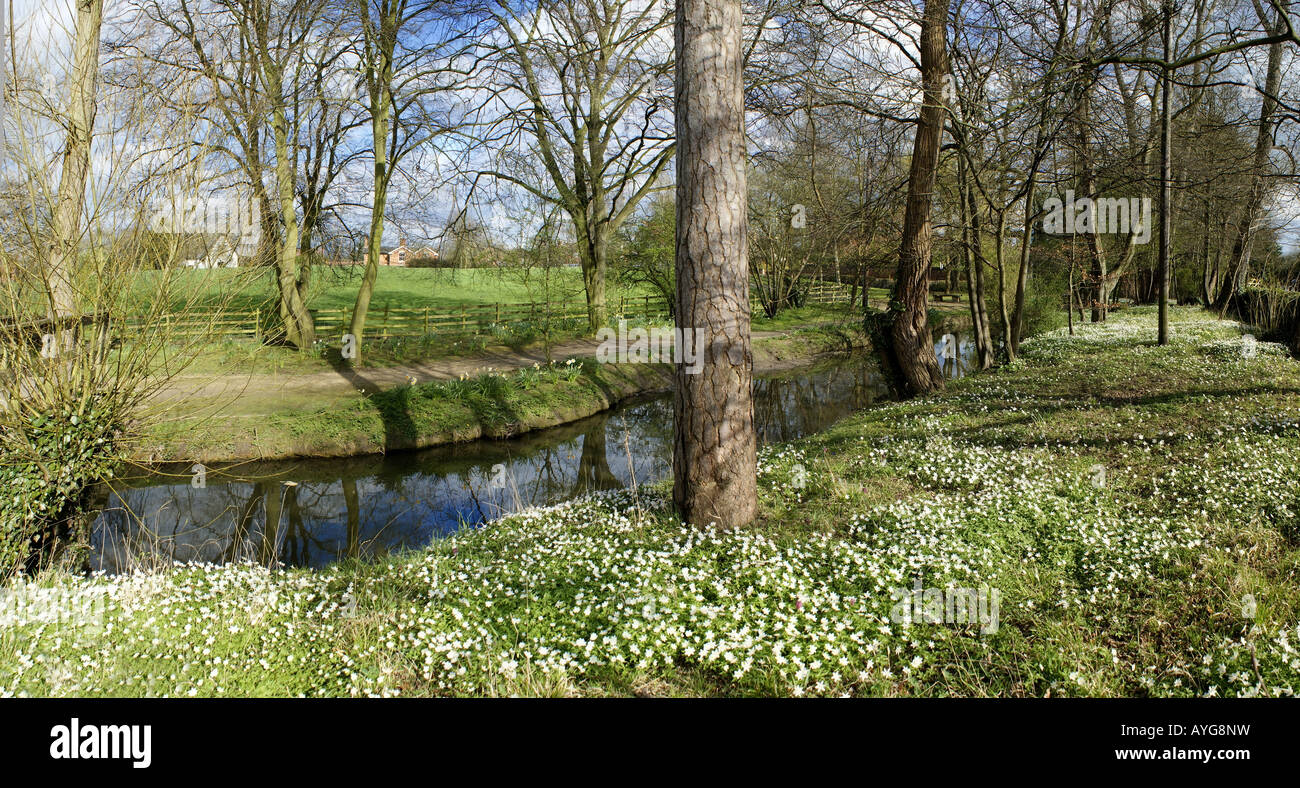 The banks of a river with bushes and trees Stock Photo - Alamy