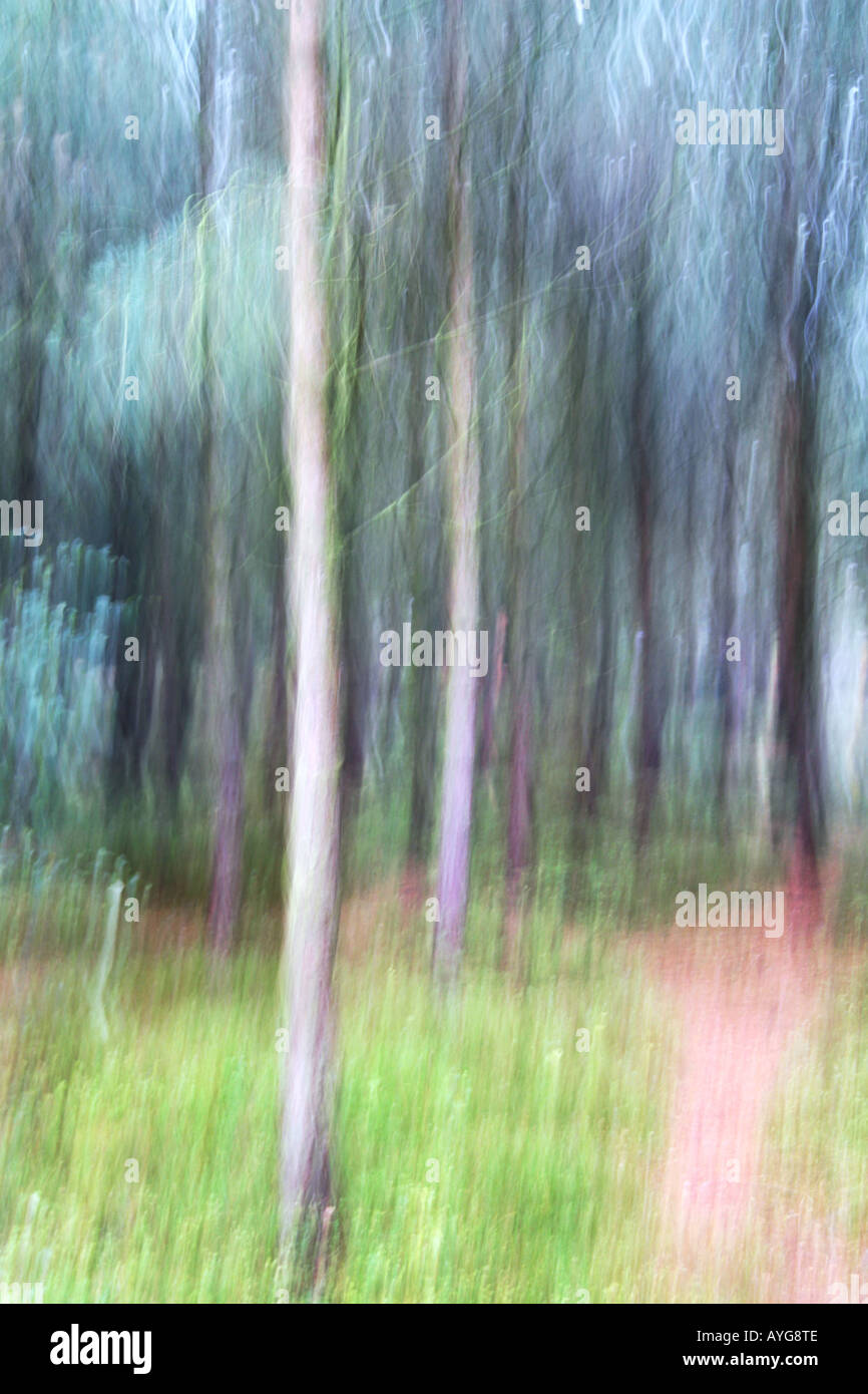 a path leading through trees with motion blur Stock Photo