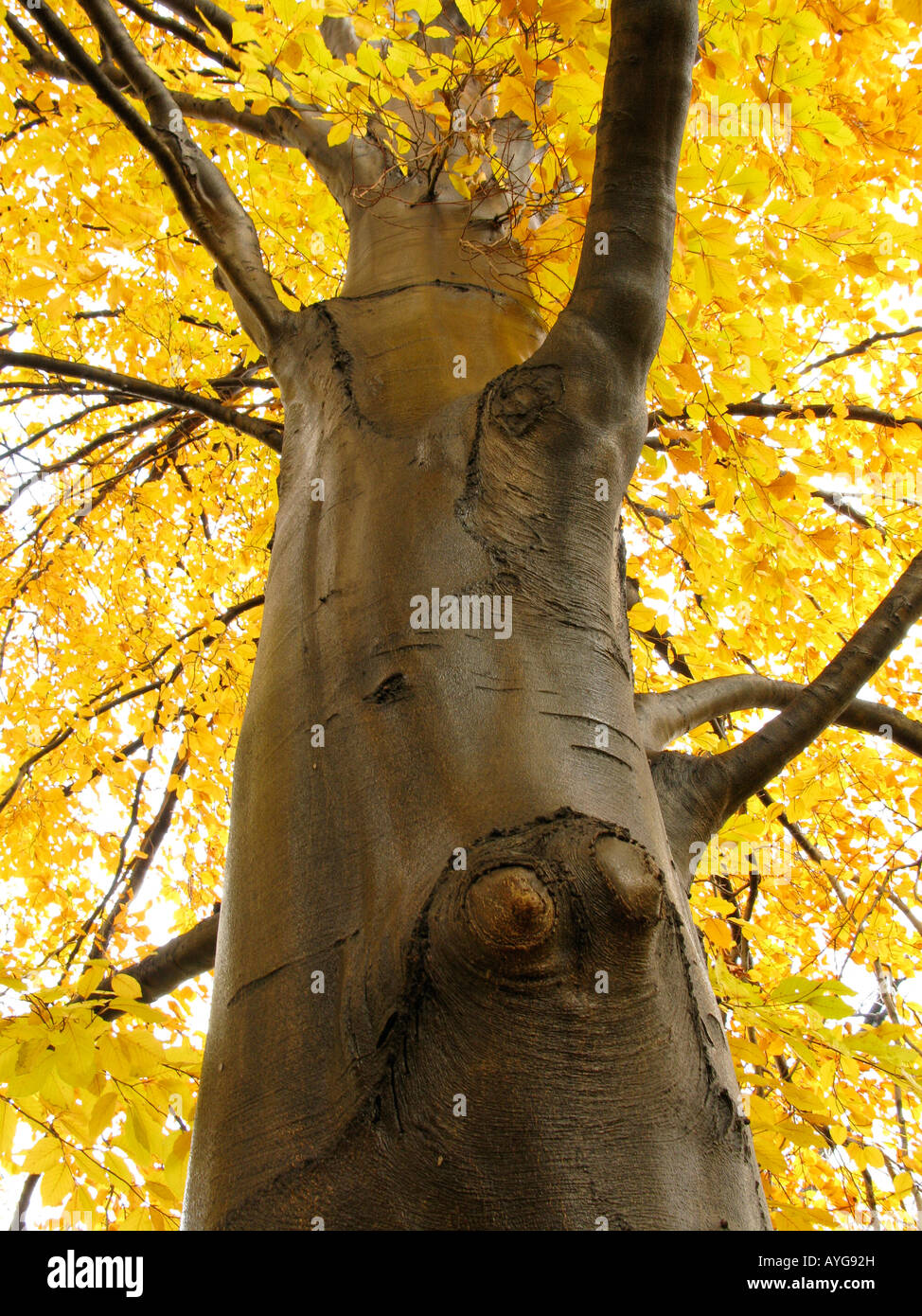 Low angle of tree hi-res stock photography and images - Alamy