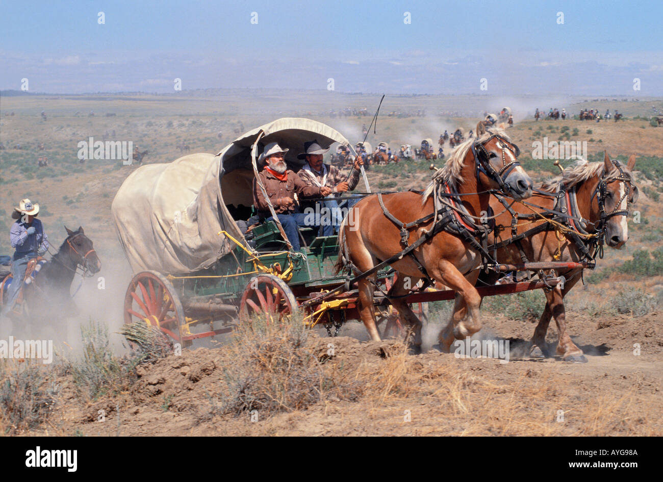 Horses strain to pull covered wagon in Montana wagon train Stock Photo