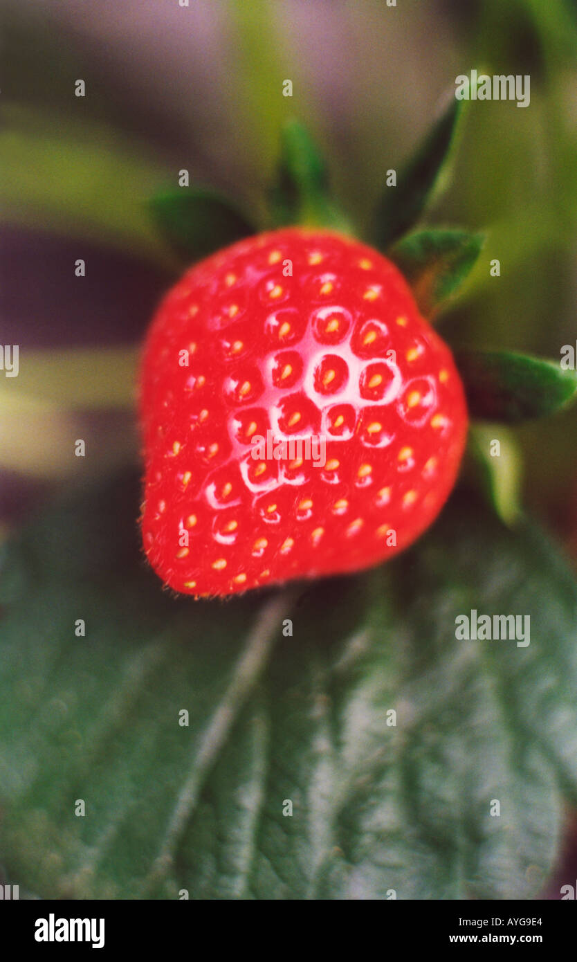 Wild strawberry hi-res stock photography and images - Alamy