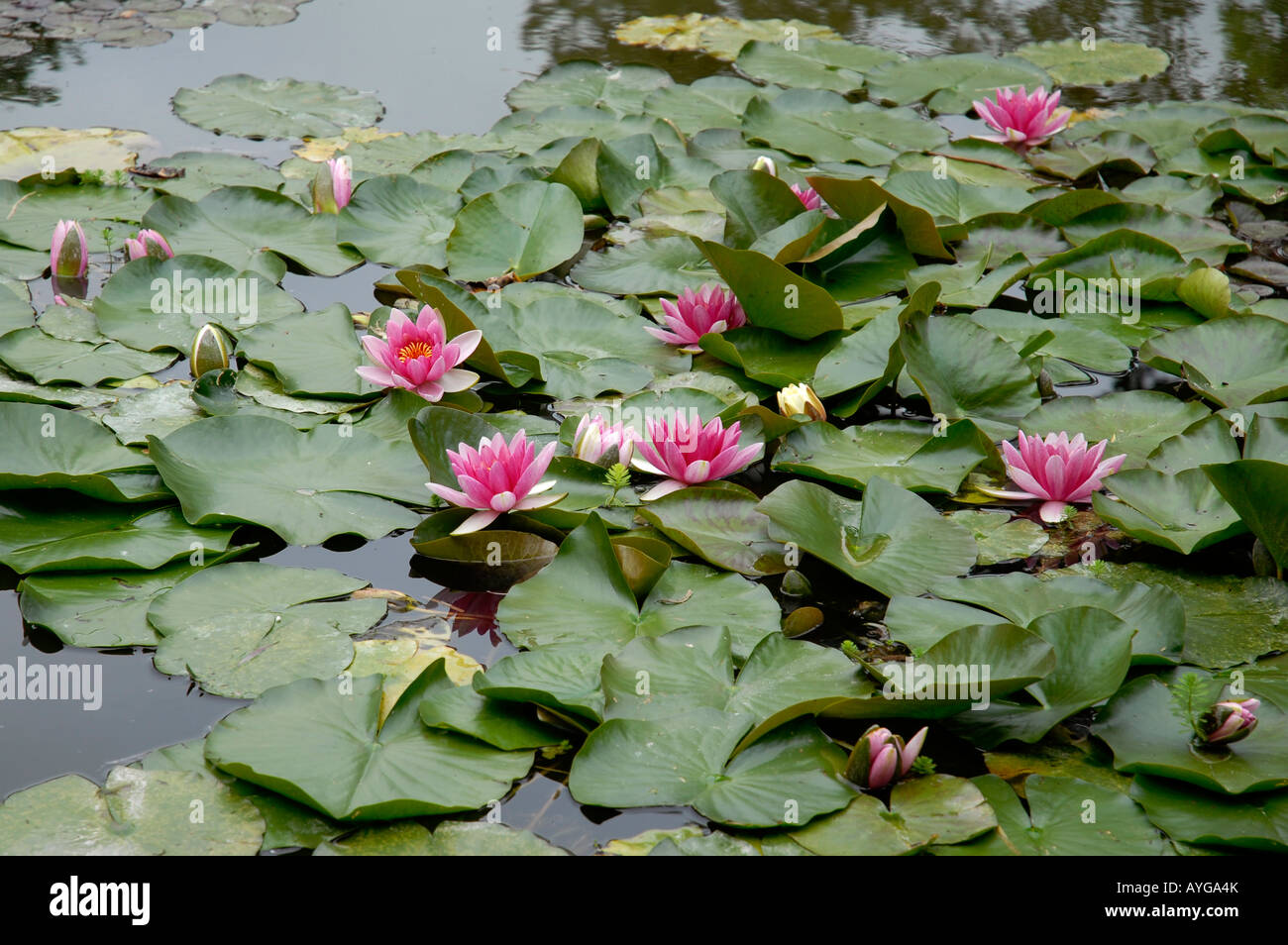 Water garden of Claude Monet Famous French impressionist painter 1840 ...