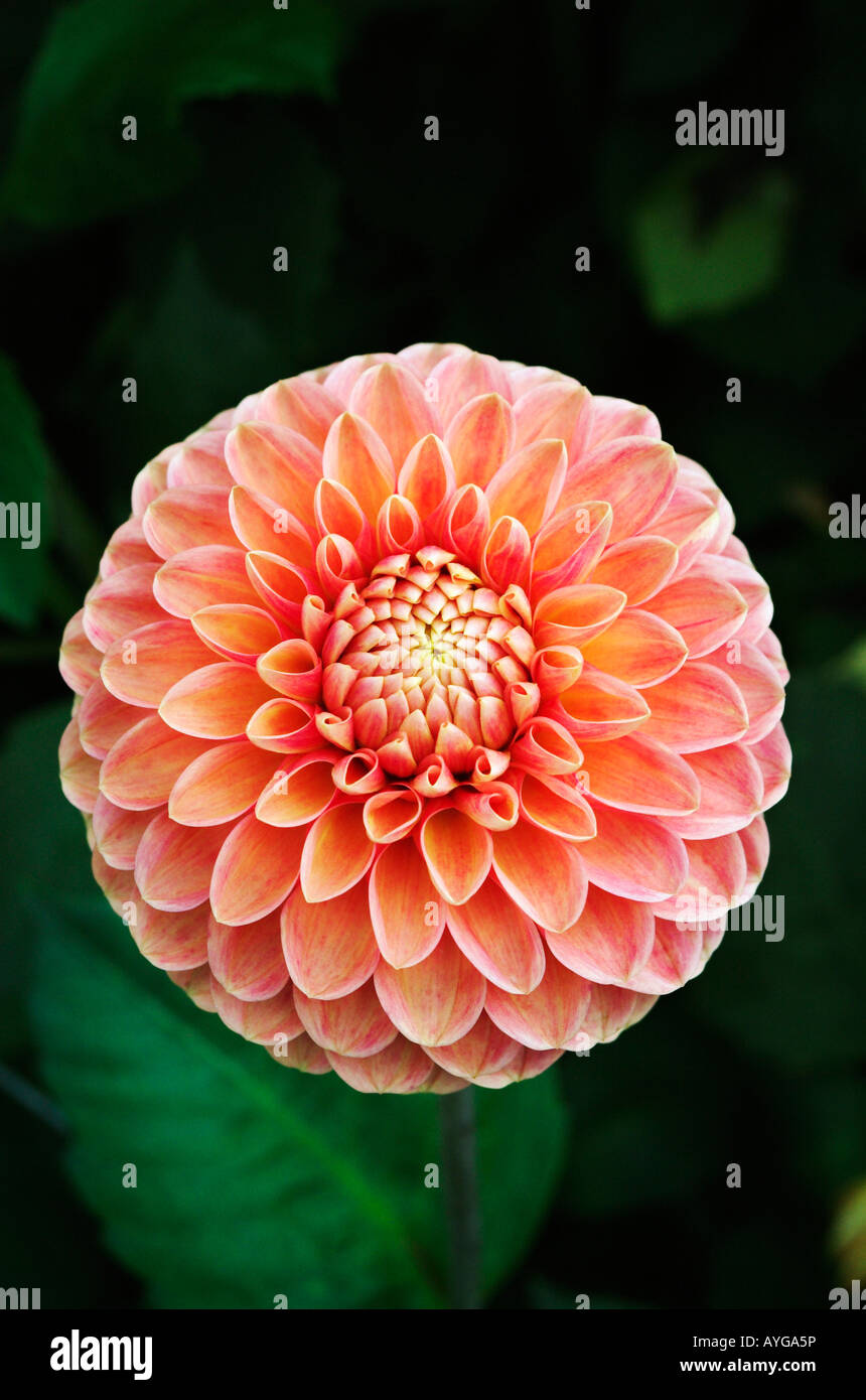 Dahlia 'Dikara Apricot' Stock Photo
