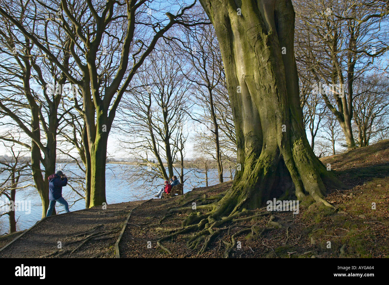 large beech tree alongside a lake with ramblers taking photo Stock Photo