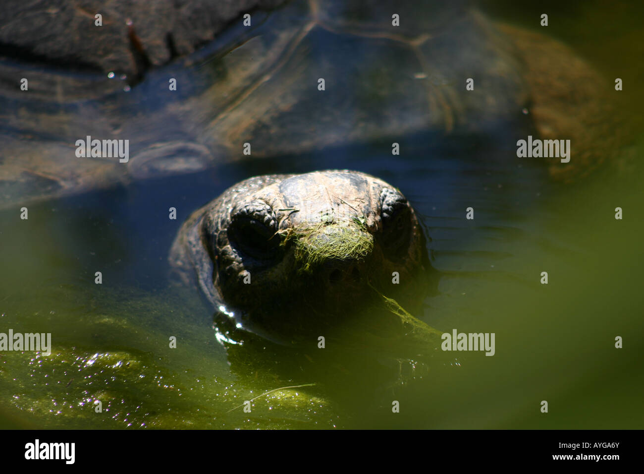 turtle peeking out of pond Stock Photo - Alamy