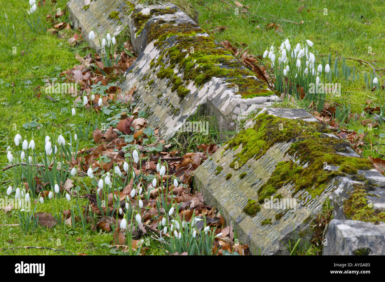 Common snowdrop Galanthus nivalis growing in churchyard Stock Photo