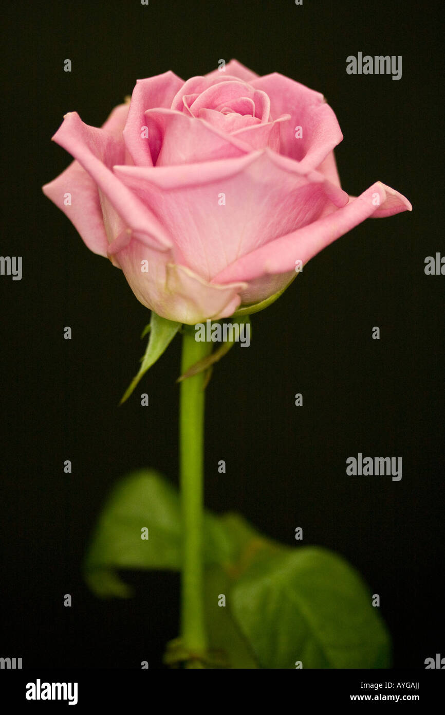 pink Rose - rosa Stock Photo
