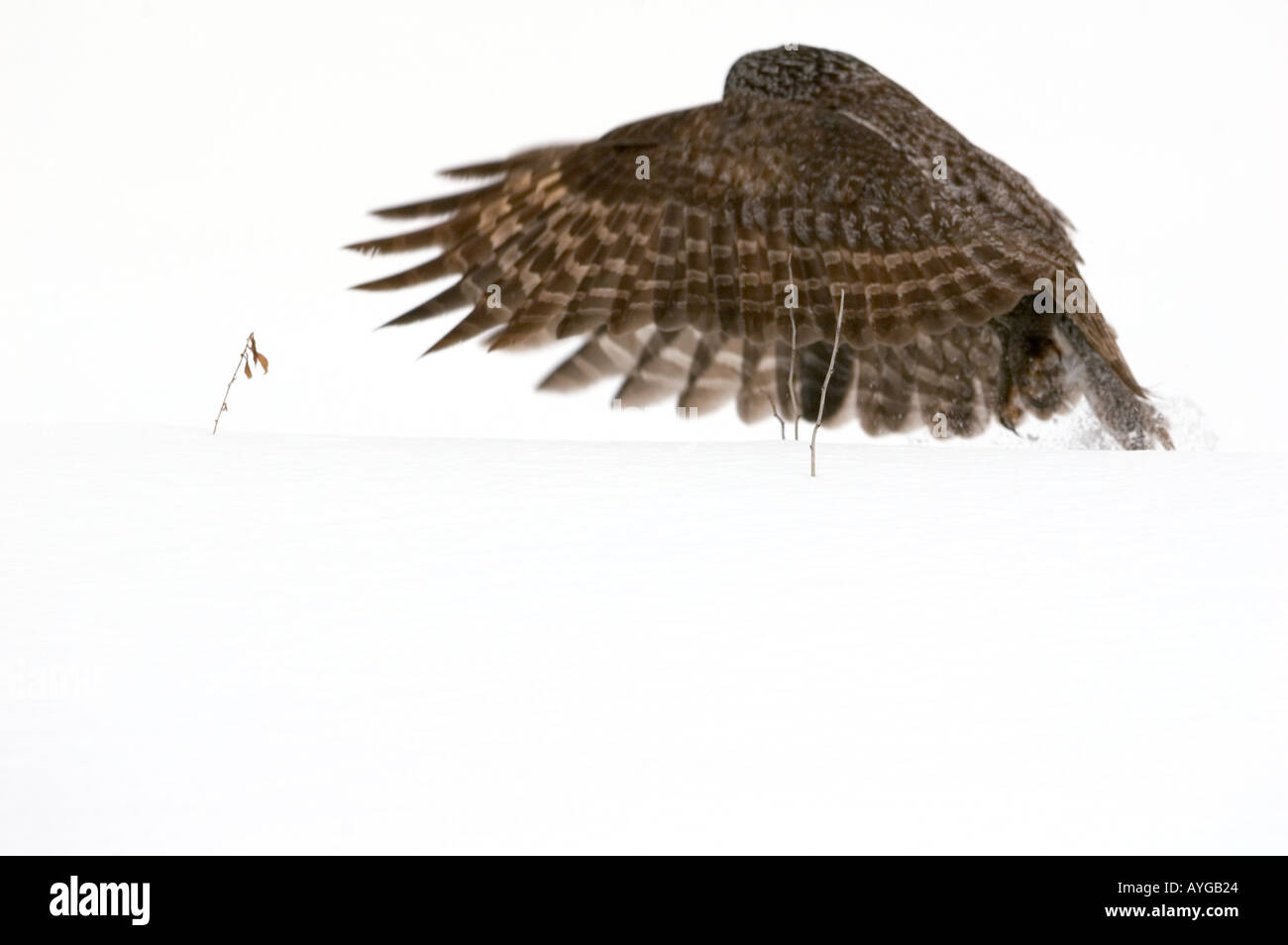 A Great Gray Owl flys up from snow covered ground after trying to catch prey Stock Photo