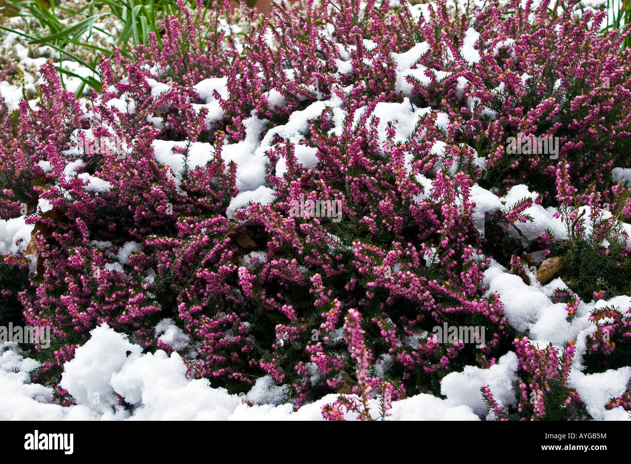 Pink Bell Heather Erica cinerea covered with snow, found in a West Sussex garden, springtime 2008 Stock Photo