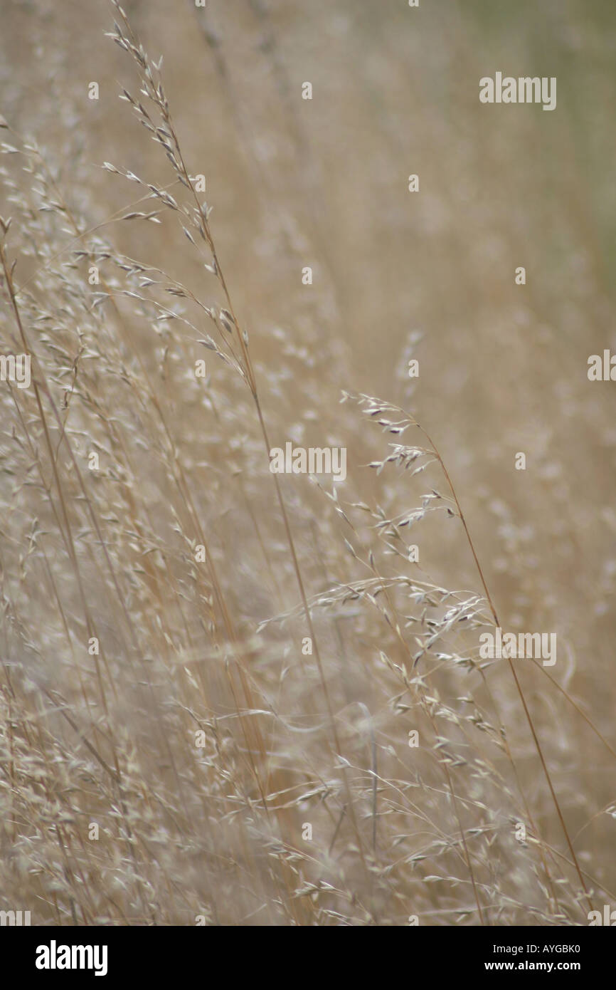Wild grass background hi-res stock photography and images - Alamy