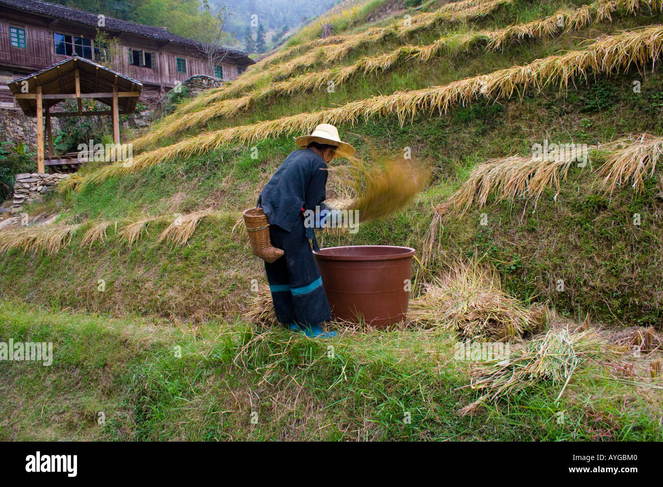 Farmer Woman Threshing Rice during Harvest Season Ping An Longsheng China Stock Photo