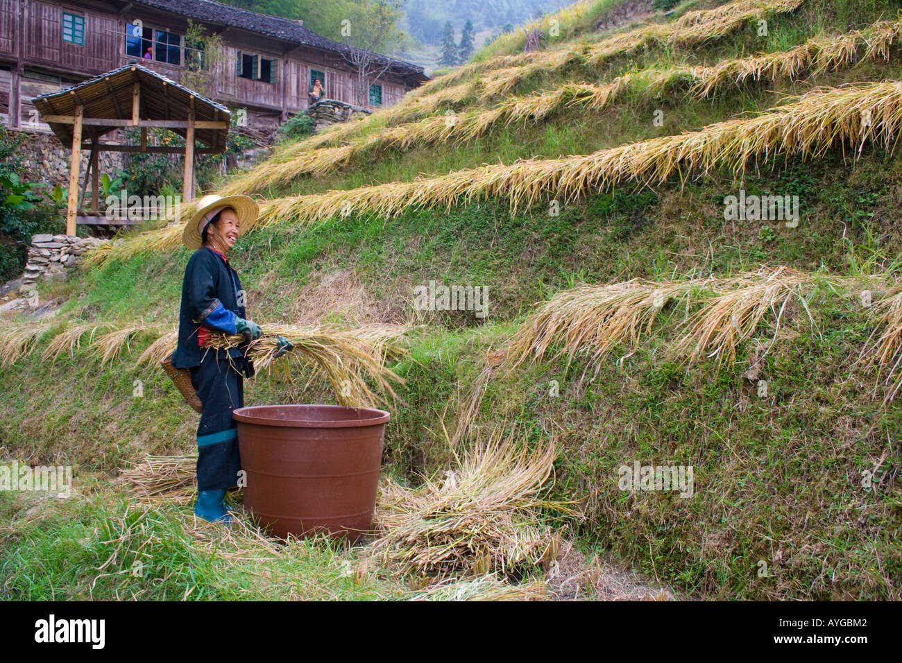 Farmer Woman Threshing Rice during Harvest Season Ping An Longsheng China Stock Photo