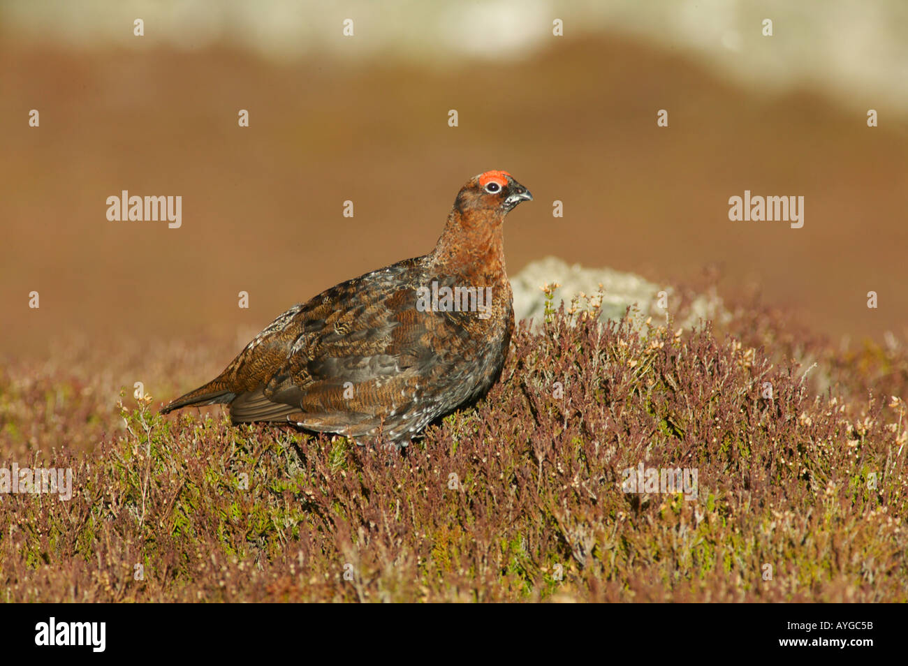 Red Grouse Lagopus lagopus or Willow Ptarmigan on heather moorland in Scotland Perthshire Stock Photo