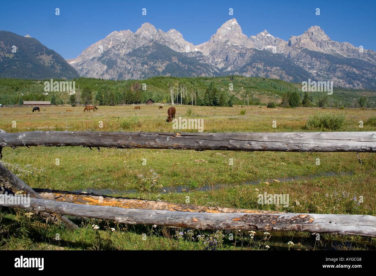 Horses in a Grass Field A split rail fence surrounds the corral Grand Tetons National Park Wyoming USA Stock Photo