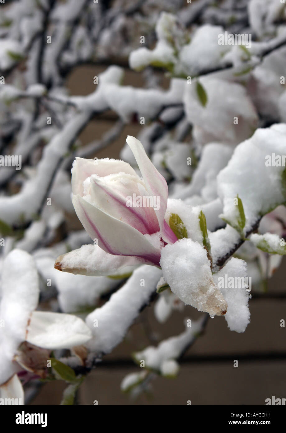 Magnolia oxford hi-res stock photography and images - Alamy