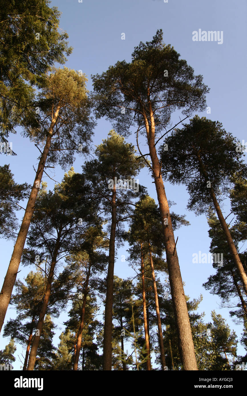 Pine forest hi-res stock photography and images - Alamy