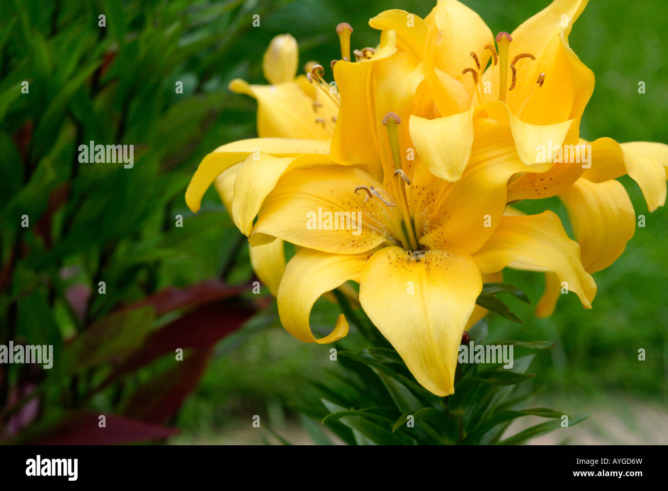Yellow lily flowers England UK Stock Photo Alamy