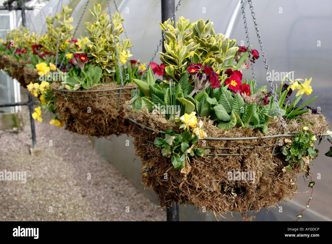 hanging baskets close up England UK Stock Photo Alamy