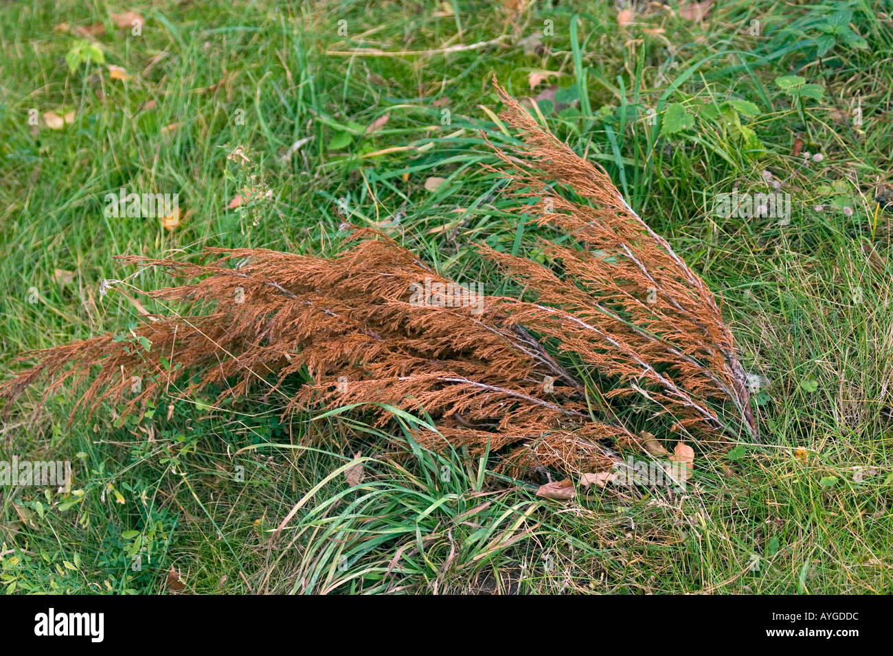 Brown and green grass in the park. Rawa Mazowiecka Poland Stock Photo