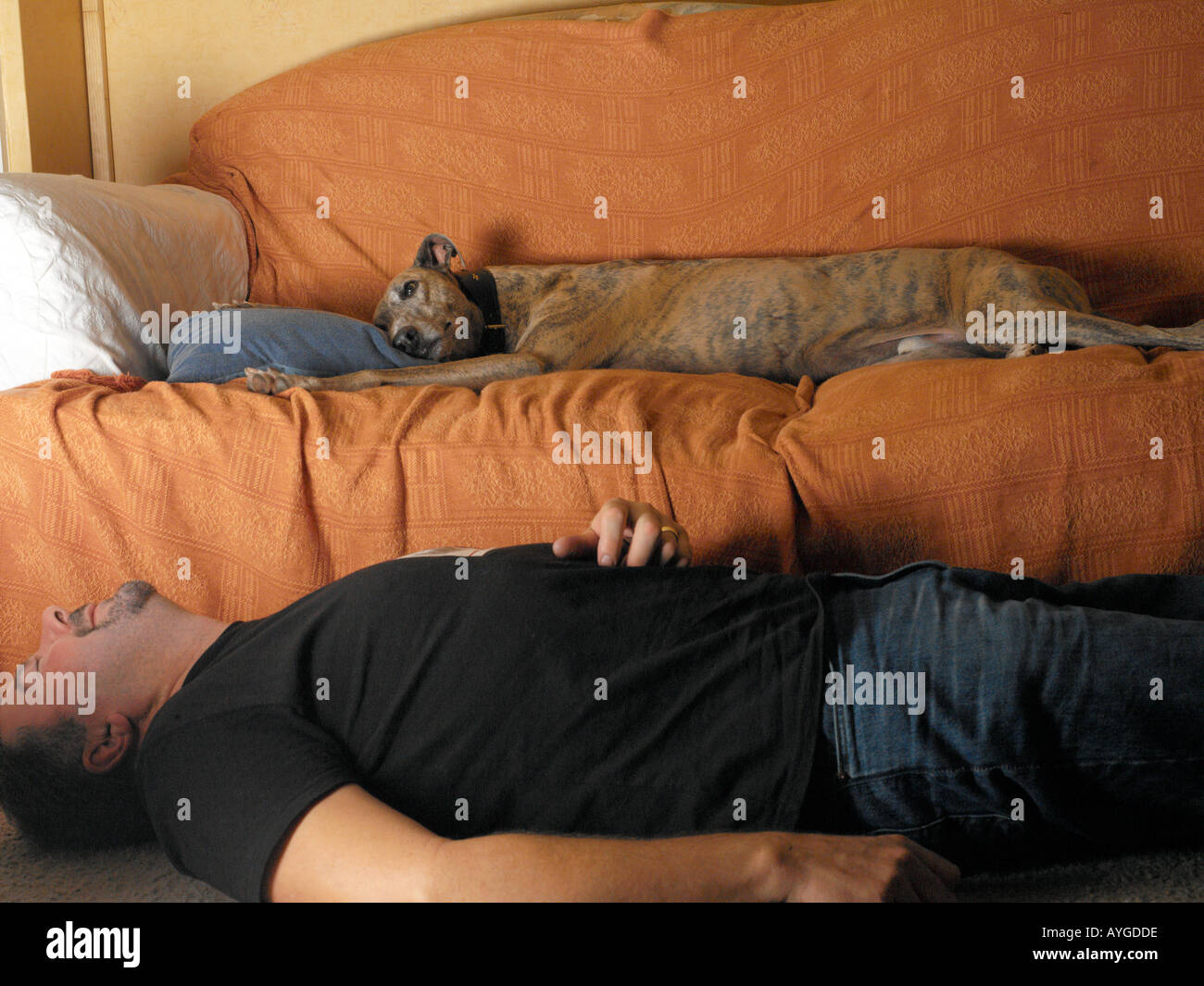 greyhound lying on sofa while owner lies on floor Stock Photo