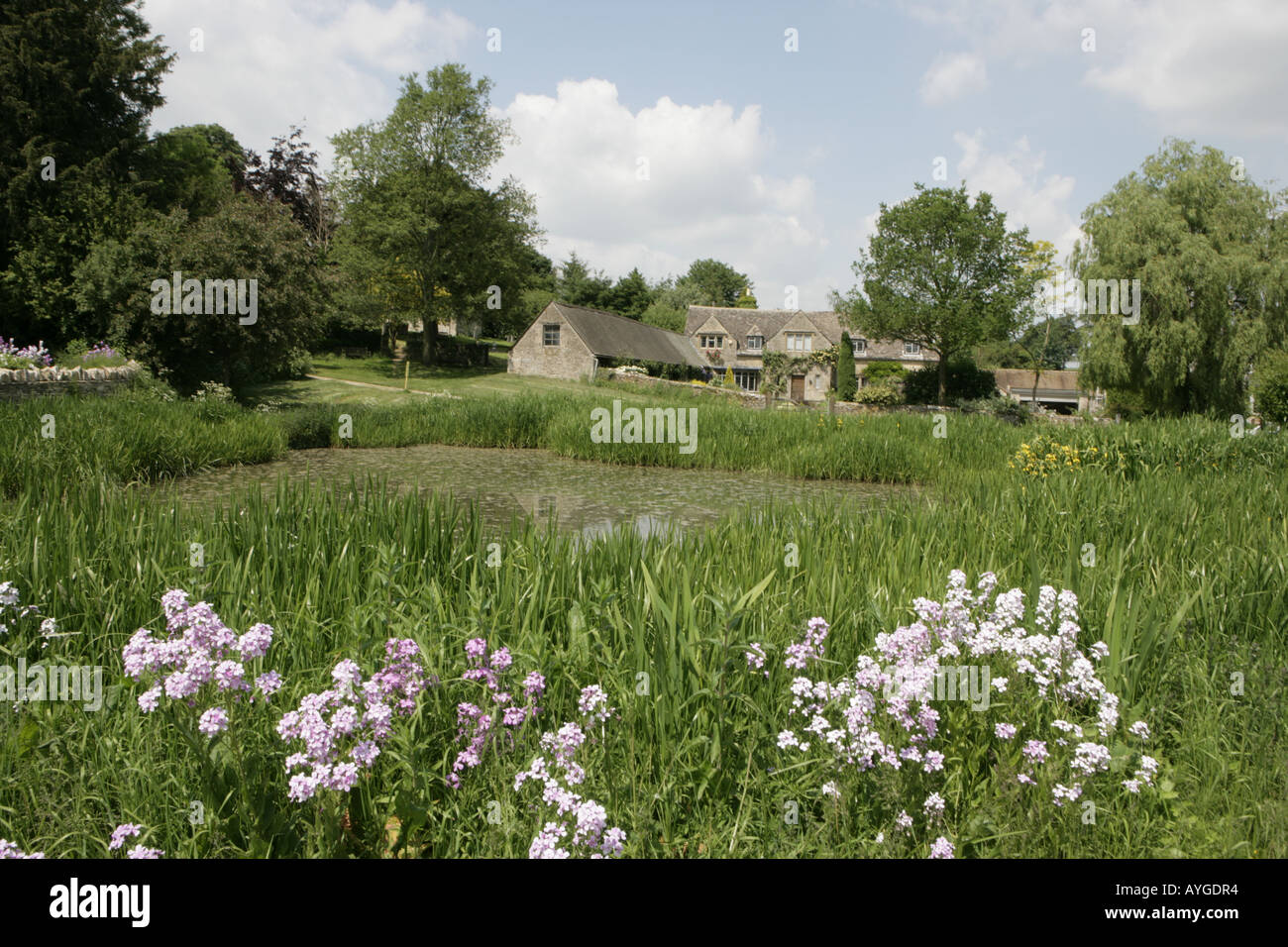 The village pond in the cotswold village of Westwell Stock Photo Alamy