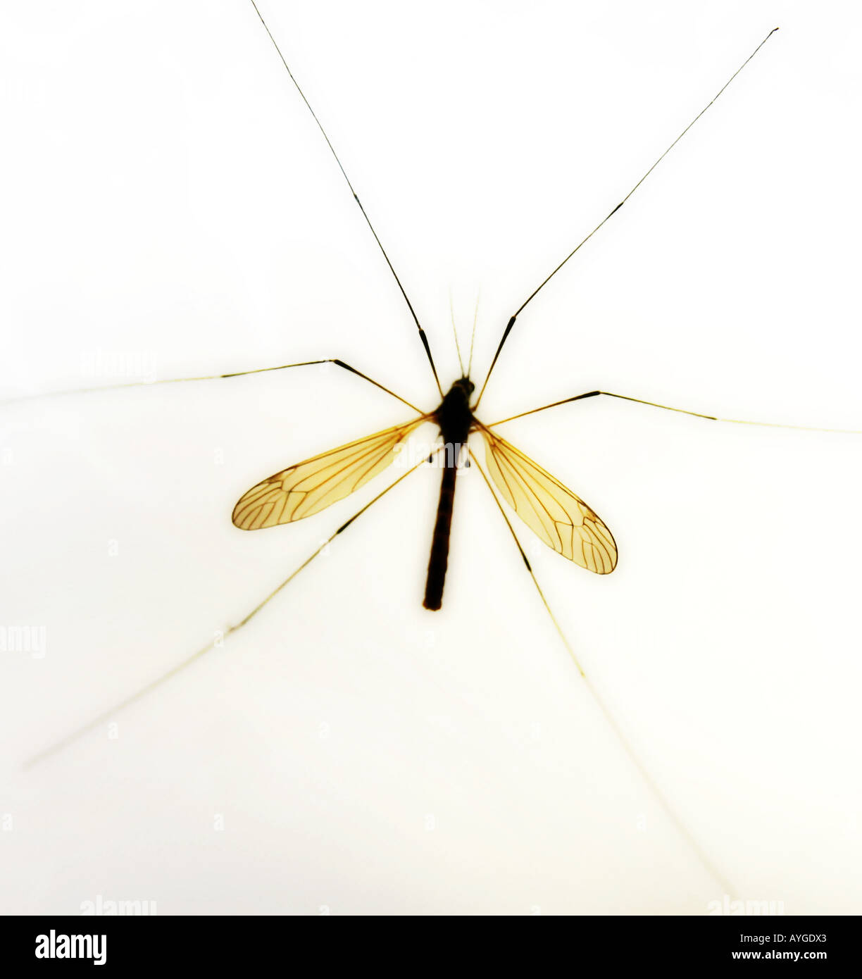 daddy longlegs Stock Photo