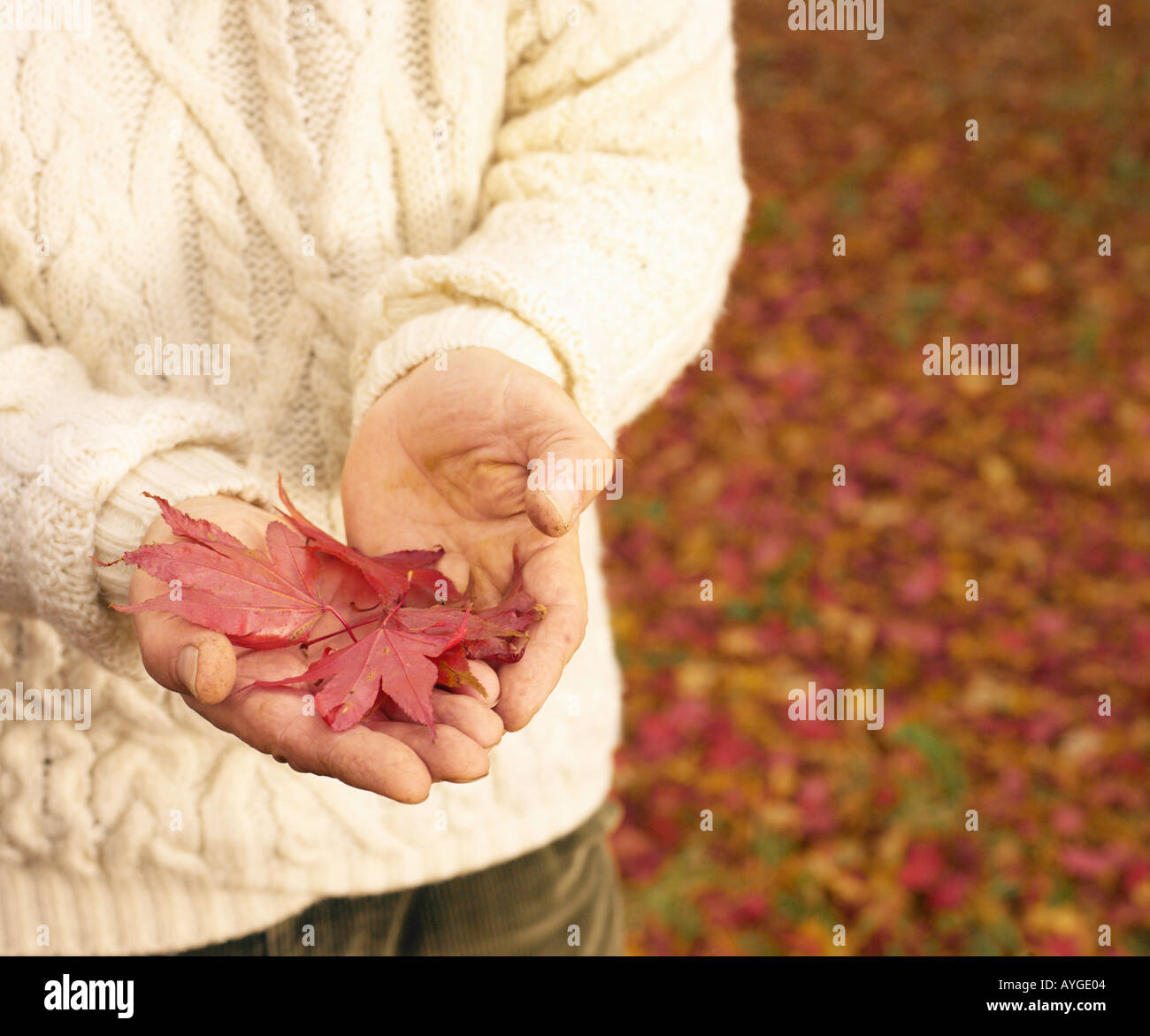 elderly male holding leaves of the maple tree in palm of hand Stock Photo