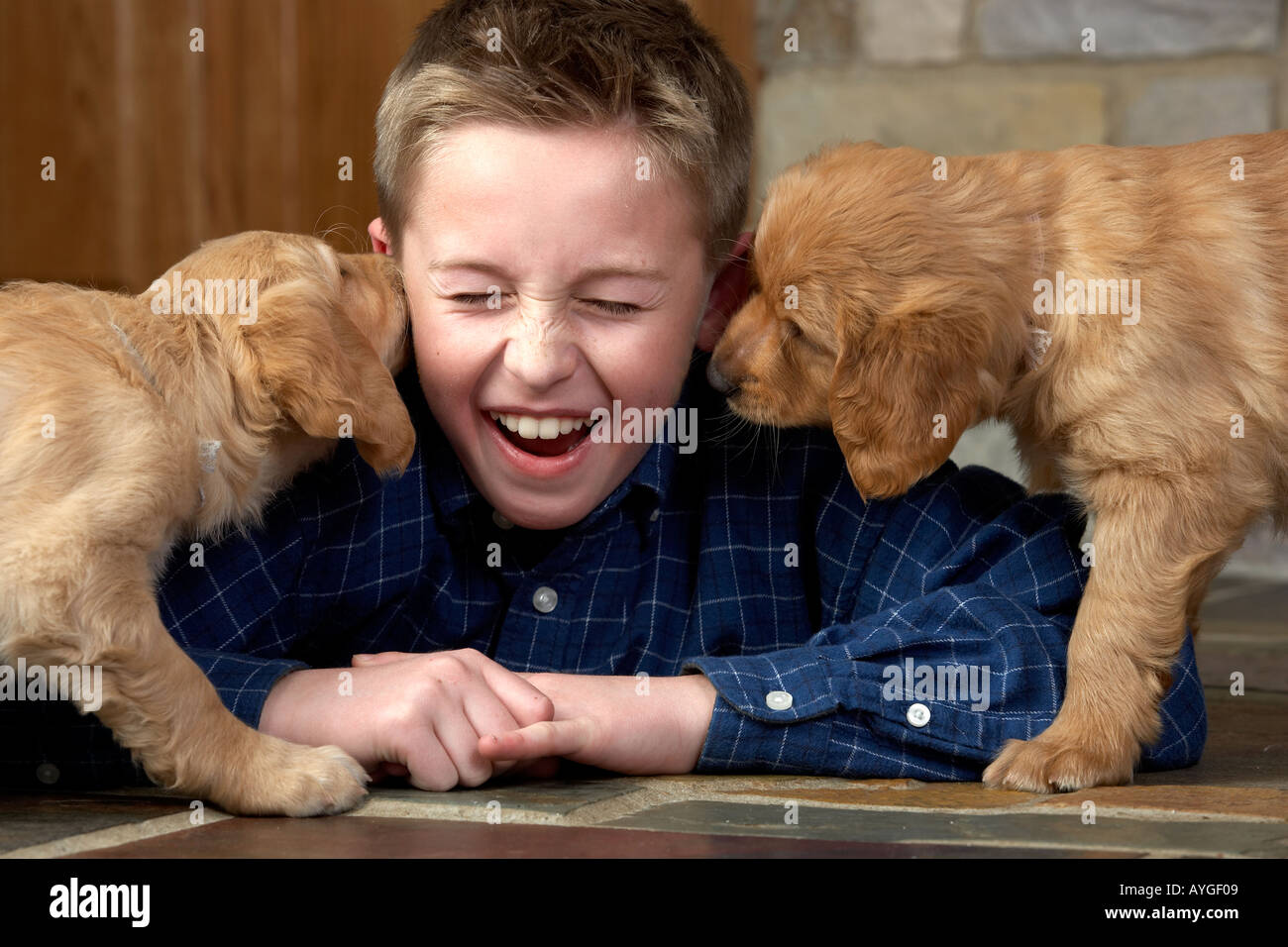 Boy playing with Golden Retriever puppy dog Stock Photo Alamy