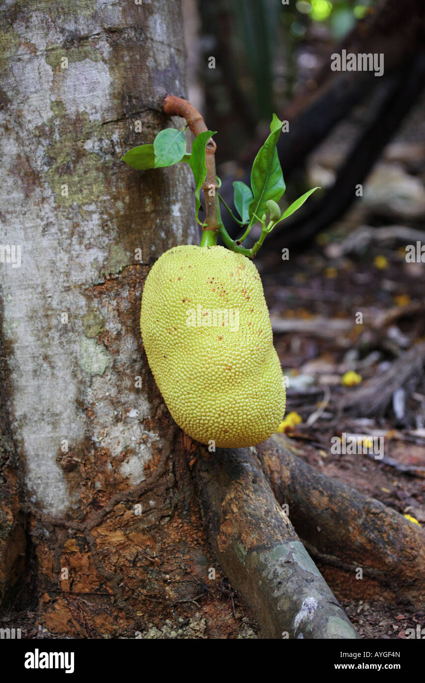 Jackfruit in the Vallee de Mai, Praslin, Seychelles Stock Photo