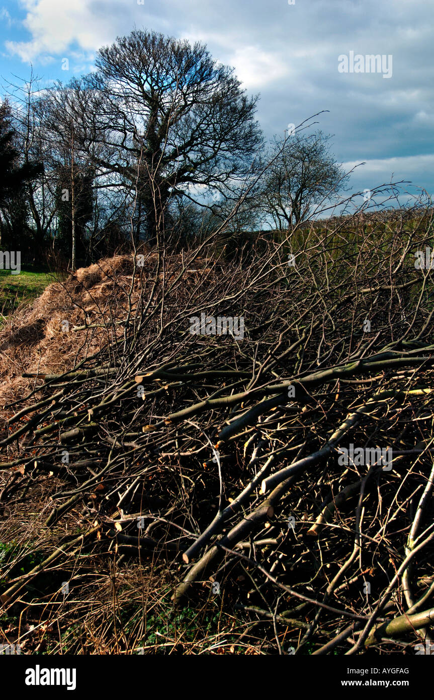 Cut Down Tree Branches,Piled Up In A Garden Stock Photo Alamy