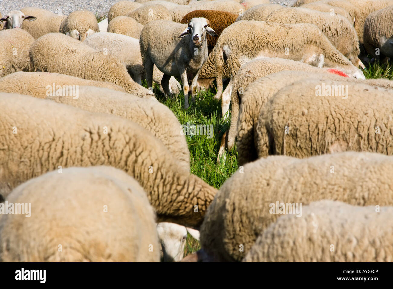 One sheep staring at camera in the middle of the crowd Stock Photo