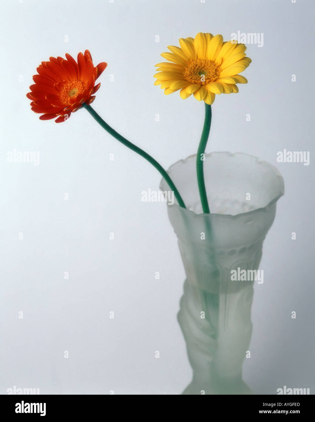 FLORA: Gerbera or Barbeton Daisy (lat: gerbera jamesonii) Stock Photo