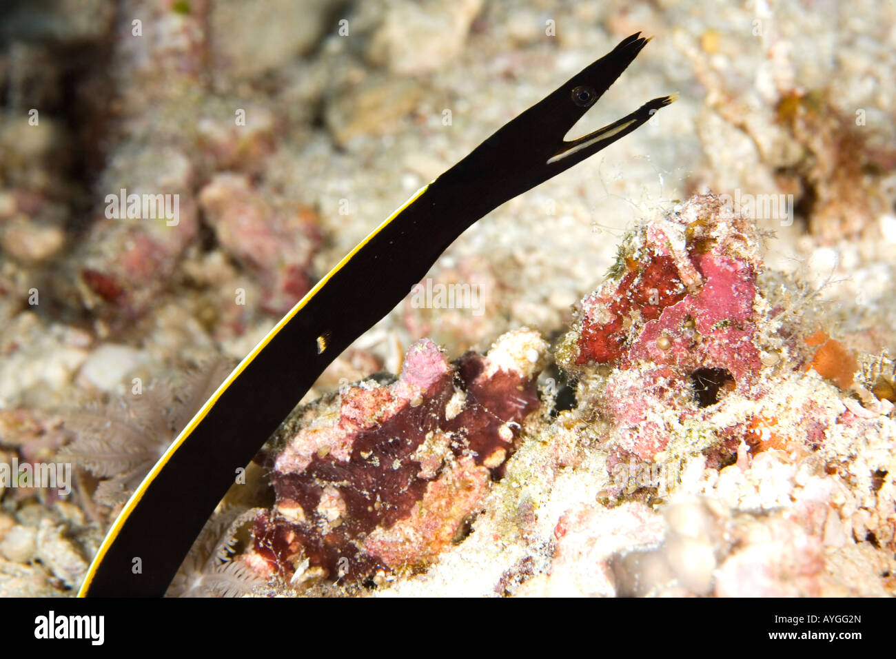 Blue Ribbon Eel Rhinomuraena Quaesita Showing Black Juvenile