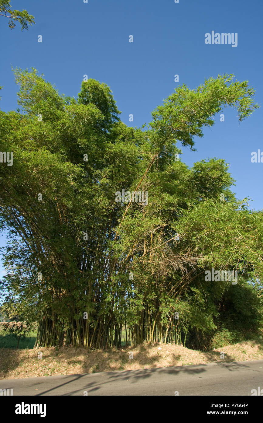 Jamaica St Elisabeth Bamboo Avenue 2 1 2 miles long Bamboo trees