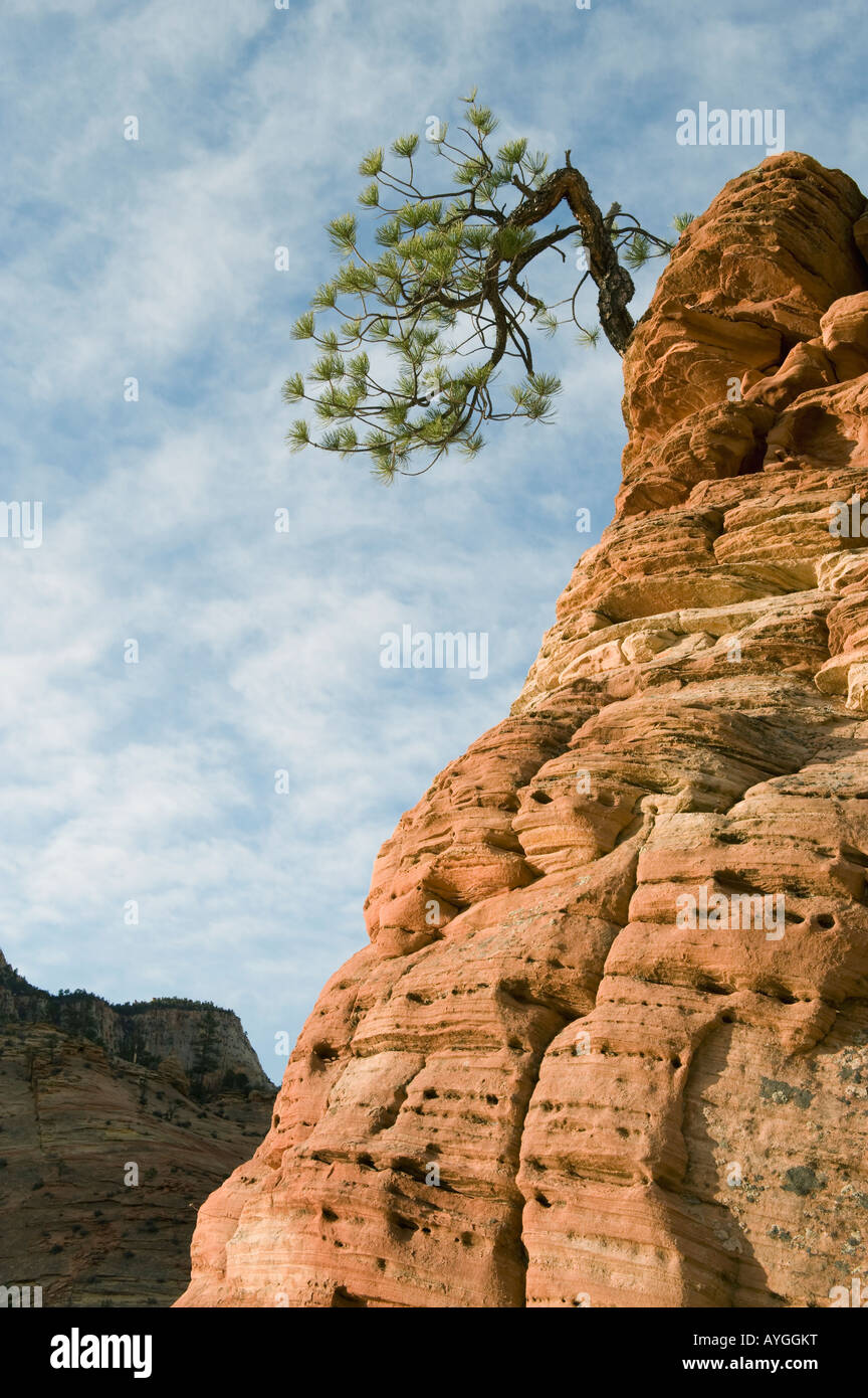 Ponderosa Pine (Pinus ponderosa) on sandstone outcrop, Zion National Park, UTAH Stock Photo