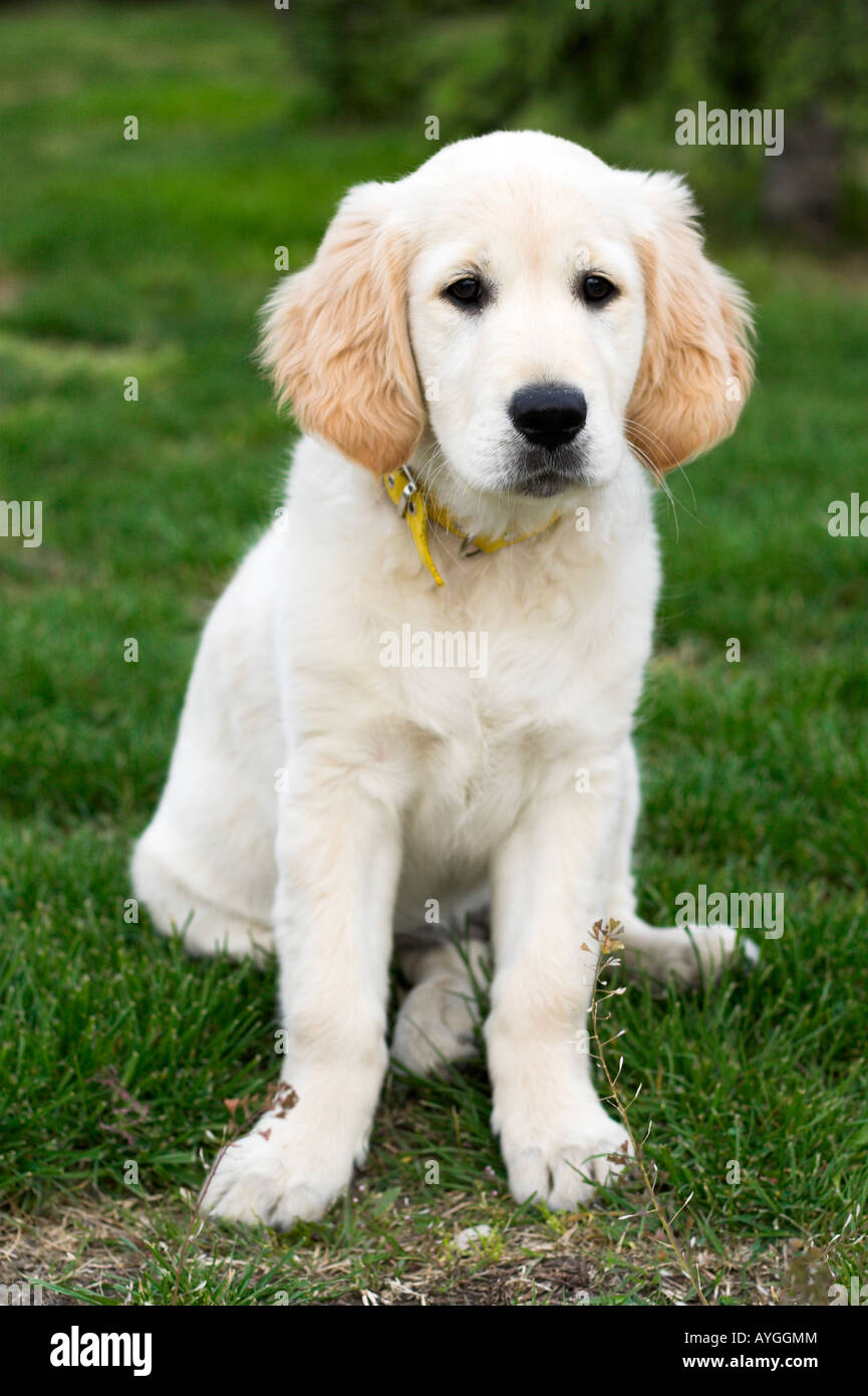 cute puppy sitting on the grass