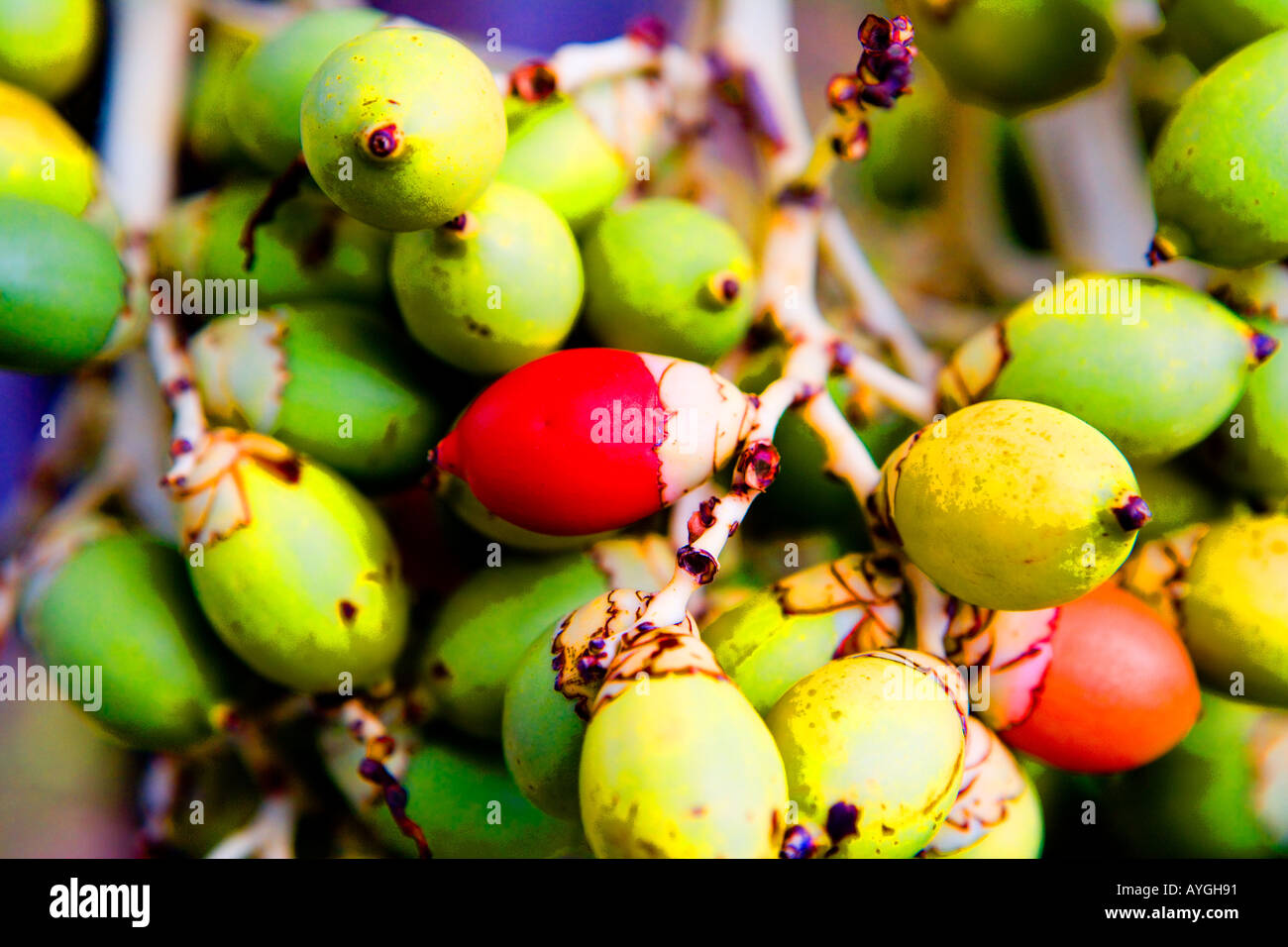 Manila Palm High Resolution Stock Photography and Images - Alamy