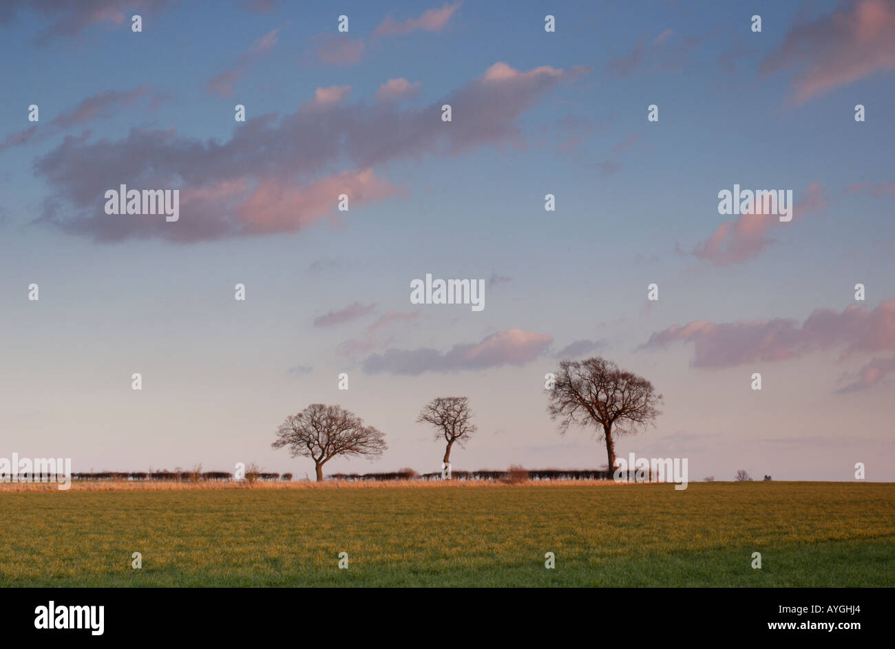 Three trees Cranfield Bedfordshire England Stock Photo Alamy