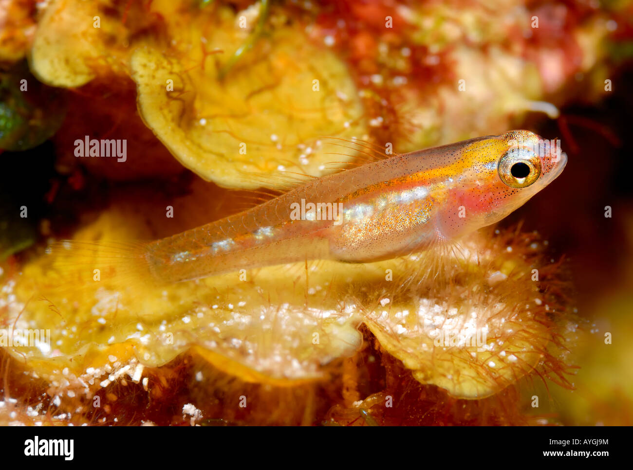 A tiny goby fish sits on the reef in the Caribbean. Stock Photo